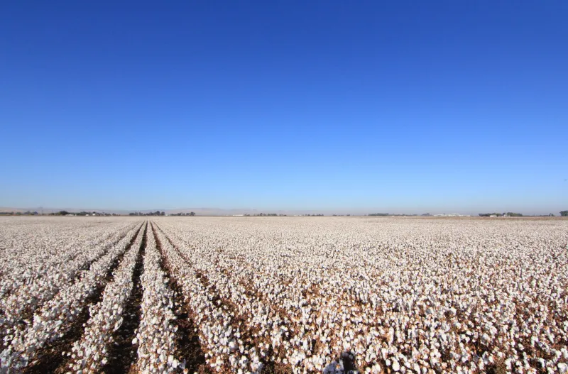 From Field to Fiber: Your Practical Guide to Tracing American Cotton All the Way Home